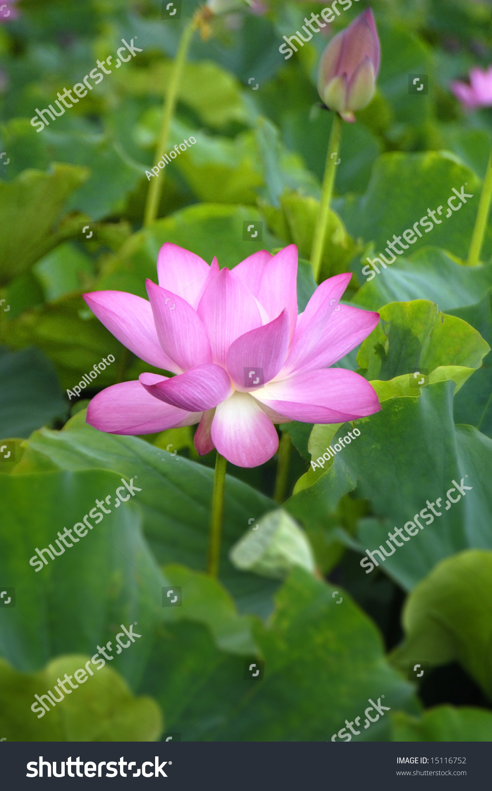 Beautiful lotus #15116752