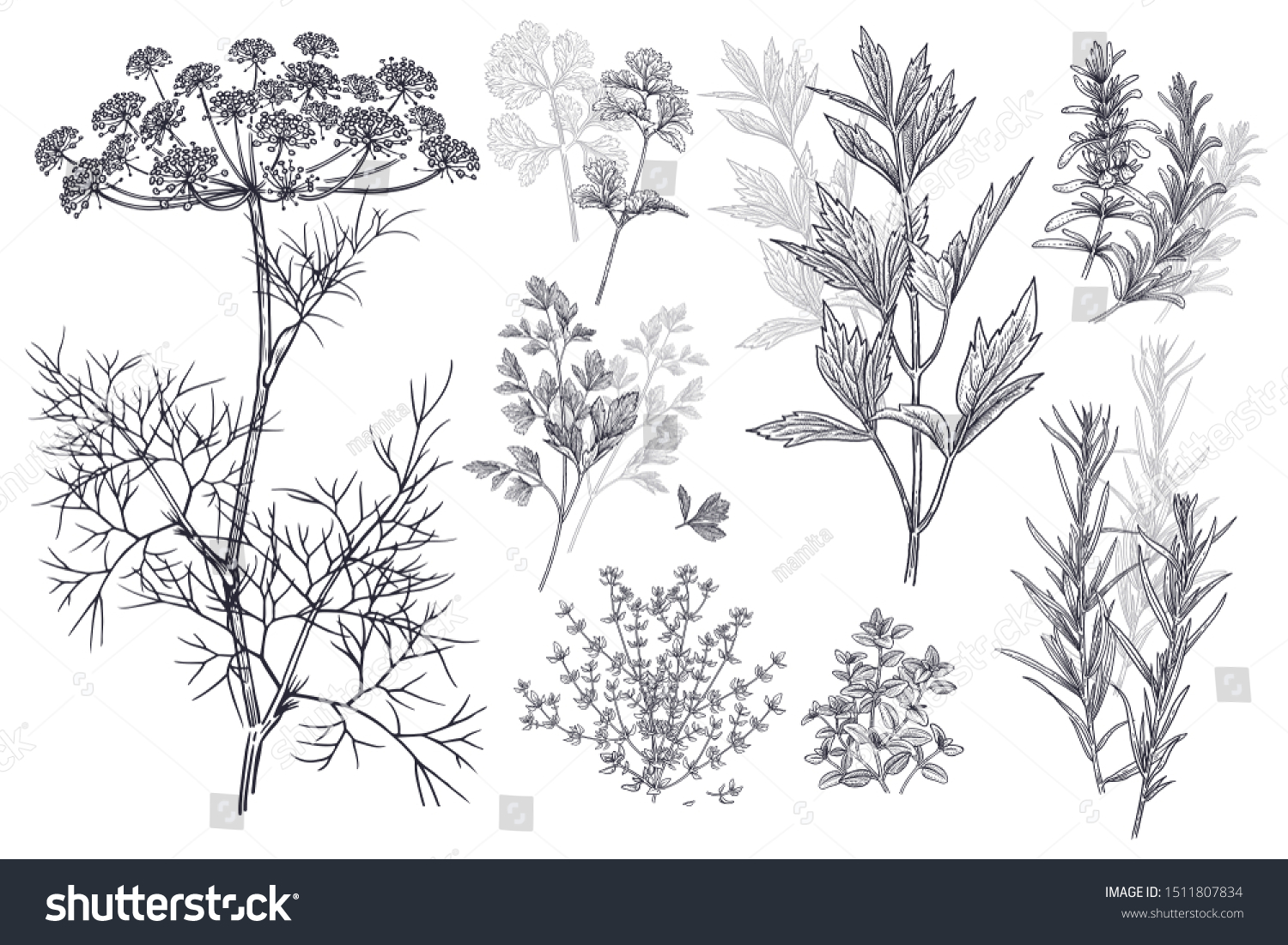 Dill, coriander or cilantro, thyme, parsley, lovage, estragon or tarragon, rosemary. Illustration of garden fragrant herbs. Spice for flavouring food. Isolated black plant on white background. Vector. #1511807834