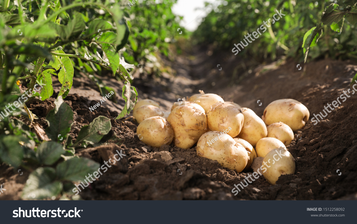 Pile of ripe potatoes on ground in field #1512258092