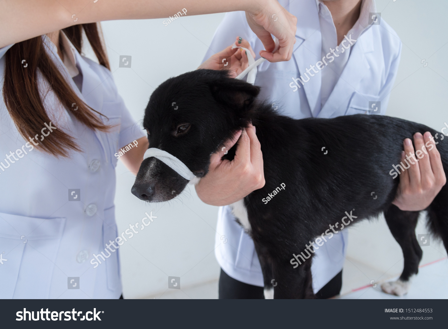 veterinary have control and tie mouth a dog to immunize for control and prevention of rabies disease ,animal restraint concept
 #1512484553