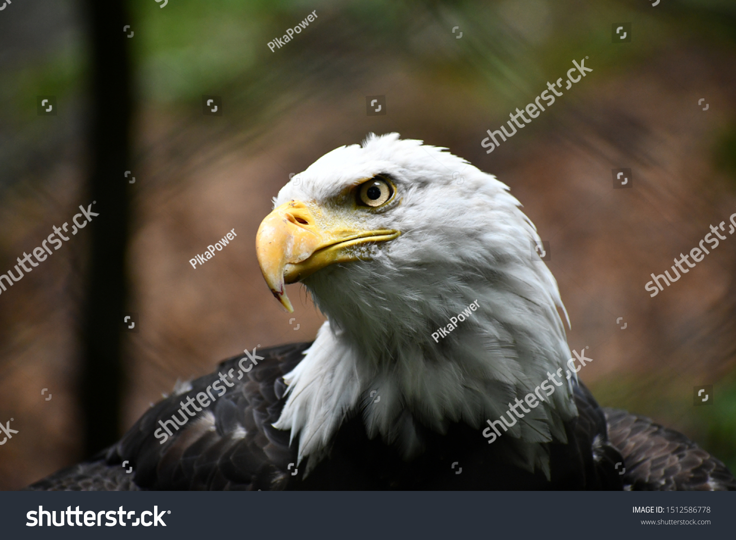Bald Eagle peers through your soul. #1512586778