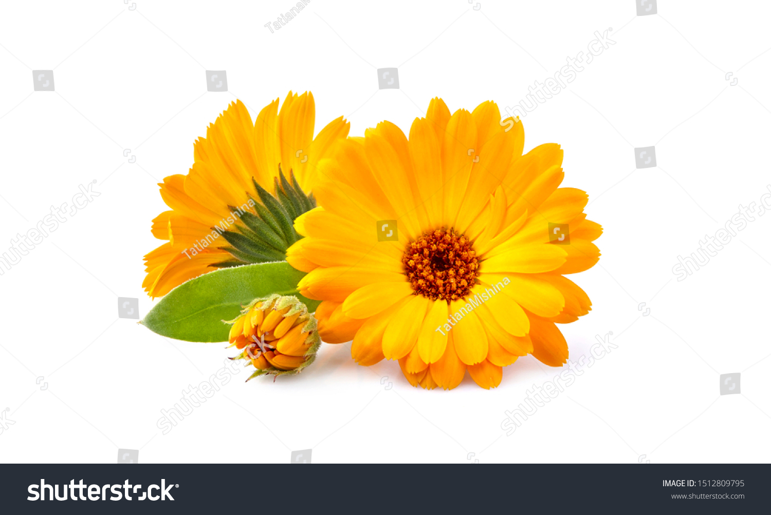 Calendula. Flowers with leaves isolated on white #1512809795