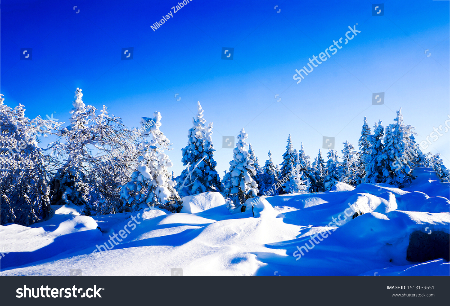 Winter pine forrest snowy landscape #1513139651