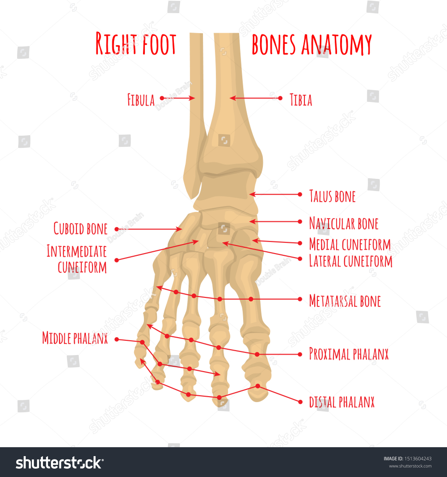 Foot bones anatomy. Human skeleton. Horizontal - Royalty Free Stock ...