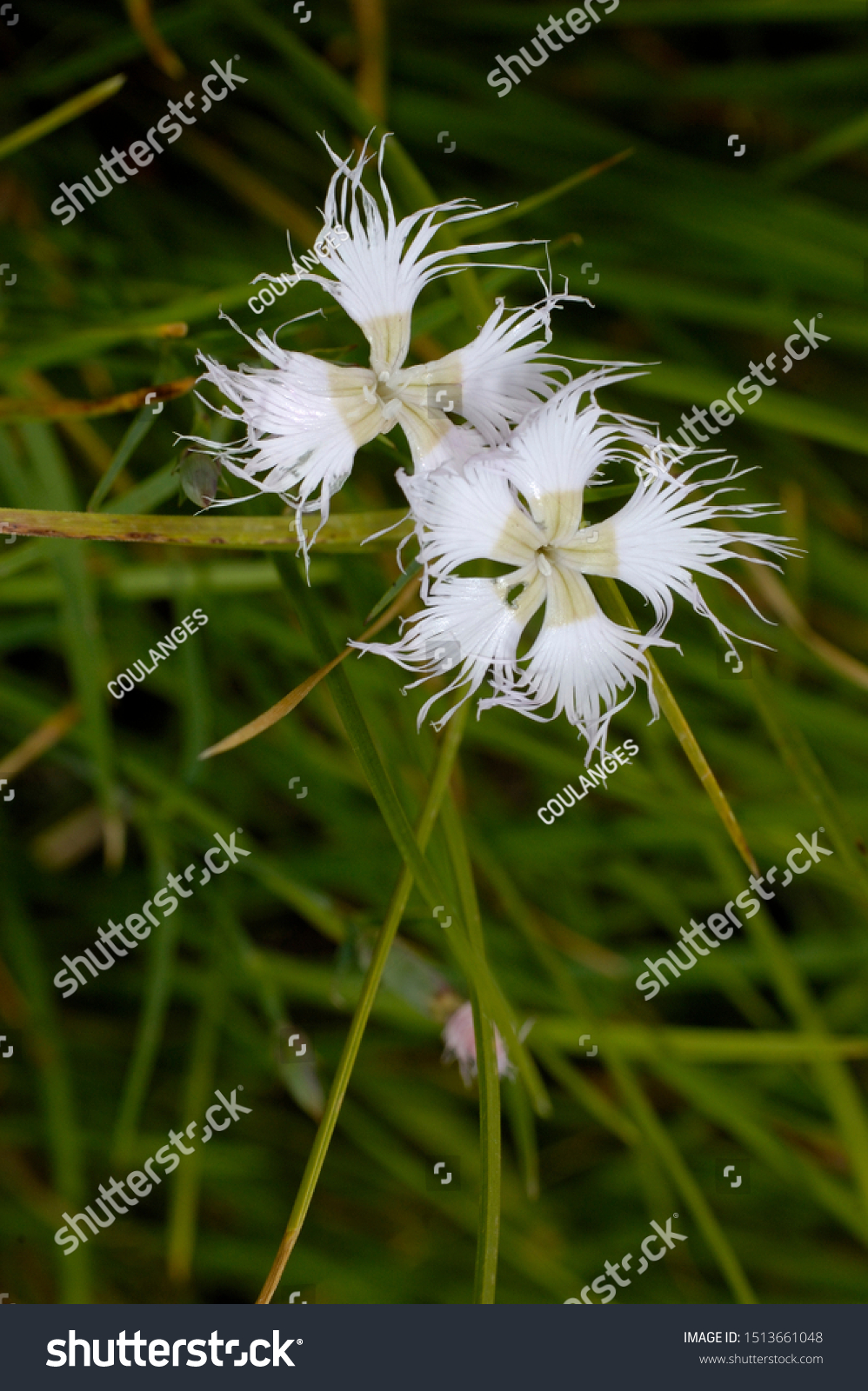 White flowers of fringed pink #1513661048