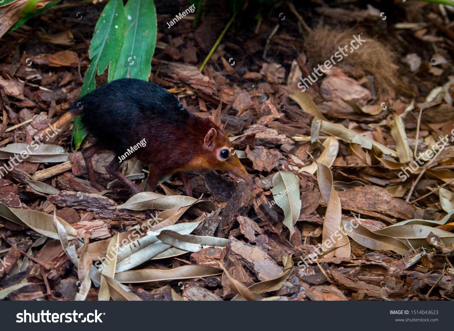 The black and rufous elephant shrew, (Rhynchocyon petersi) the black and rufous sengi, or the Zanj elephant shrew is one of the 17 species of elephant shrew found only in Africa. #1514043623
