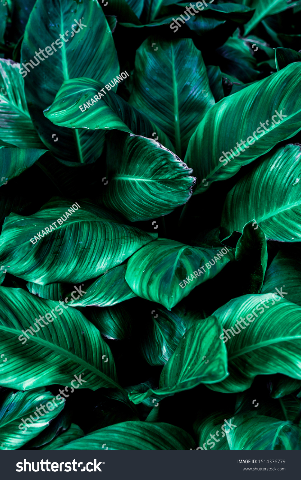 Spathiphyllum cannifolium leaf concept, dark green abstract texture, natural background, tropical leaves in Asia and Thailand #1514376779