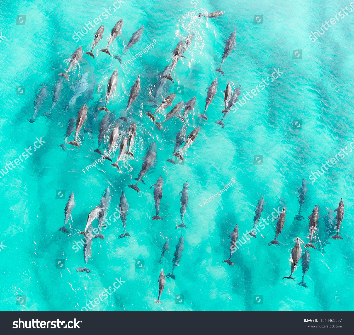 Aerial close up of a dolphin pods swimming in tropical warm blue water. Beautiful marine mammal endangered species  #1514465597
