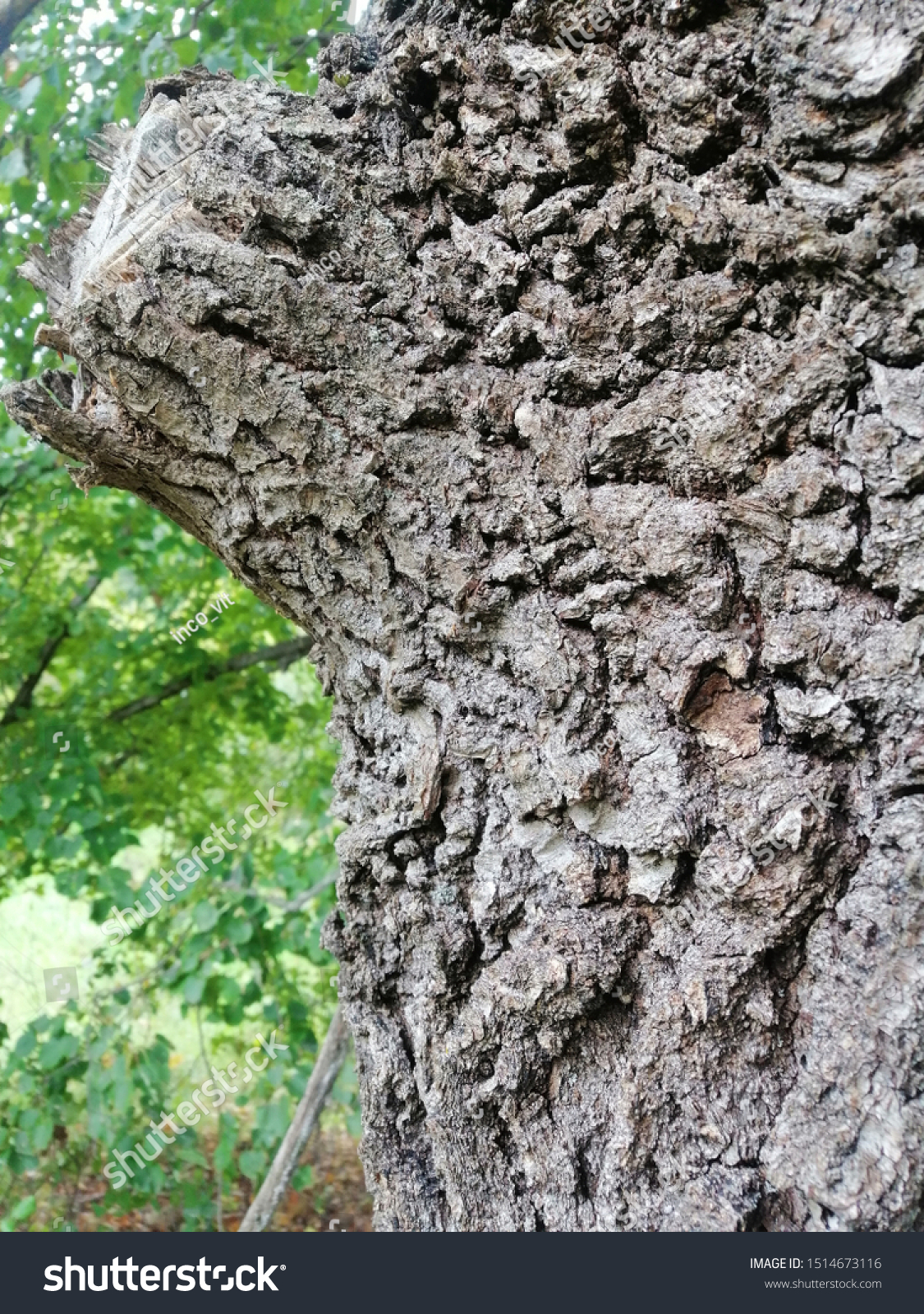 The bark of an old oak. #1514673116