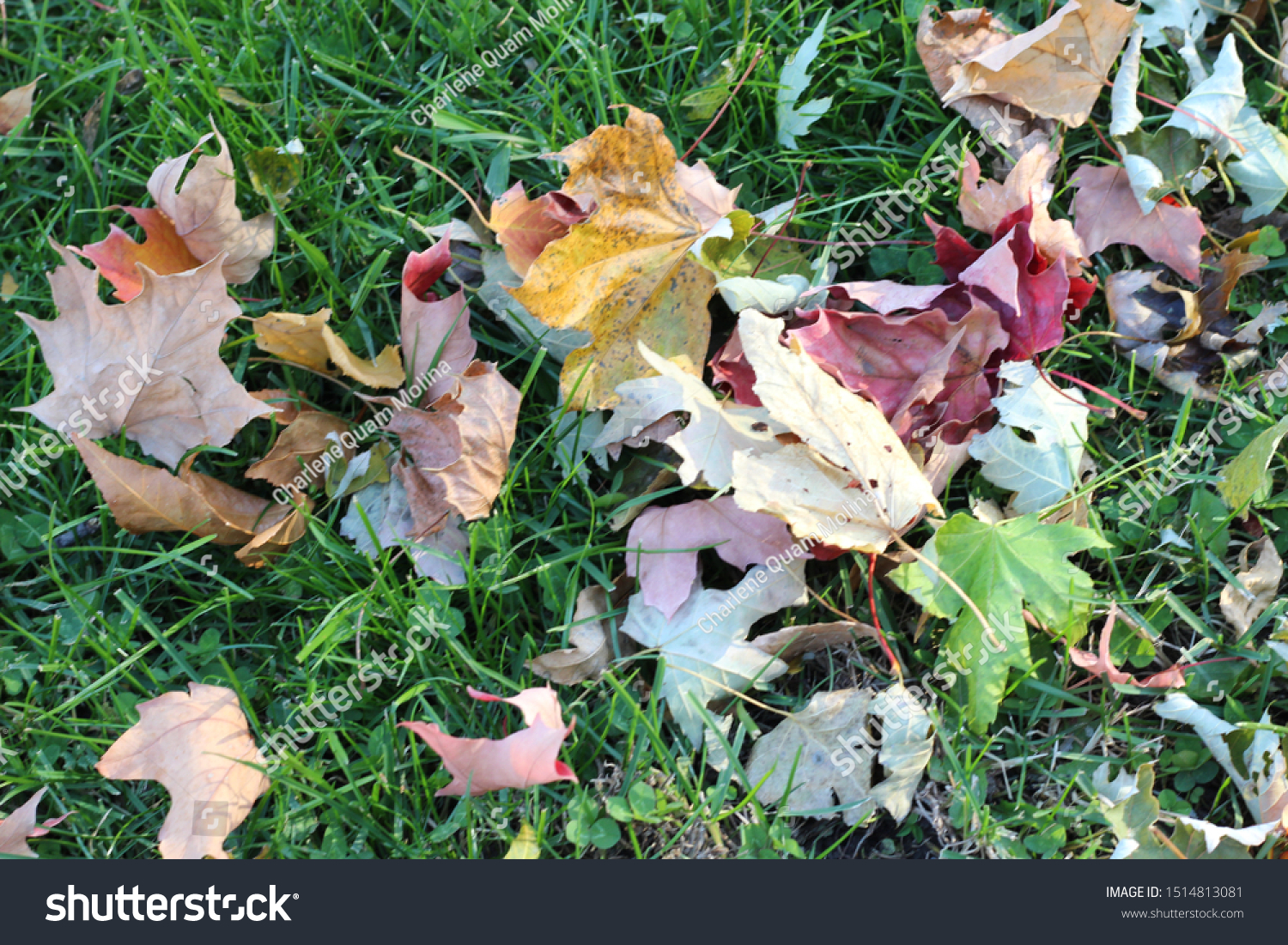 Colorful leaves from all types of seasonal stages grouped together on flush green grass #1514813081