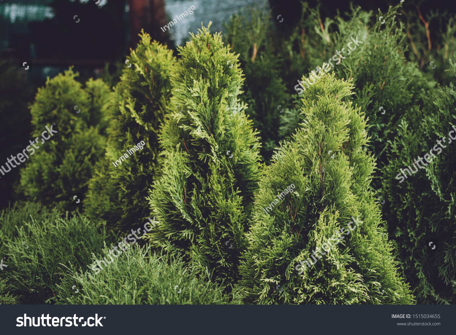 Christmas tree shop. Christmas trees spruce in pots for sale. Various evergreen conifers trees in pots. #1515034655