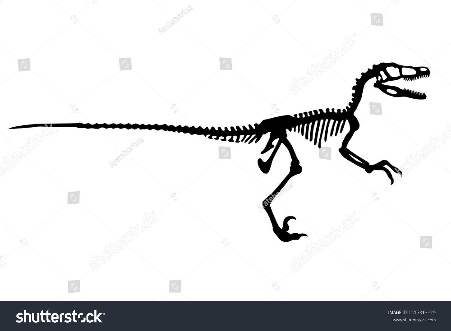 Vector Dinosaur Velociraptor Skeleton Silhouette Royalty Free Stock Vector 1515313619 7384