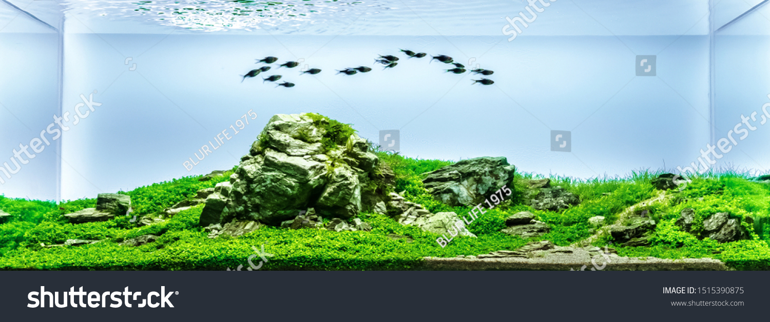 close up image of underwater landscape nature style aquarium tank with a variety of aquatic plants inside. #1515390875