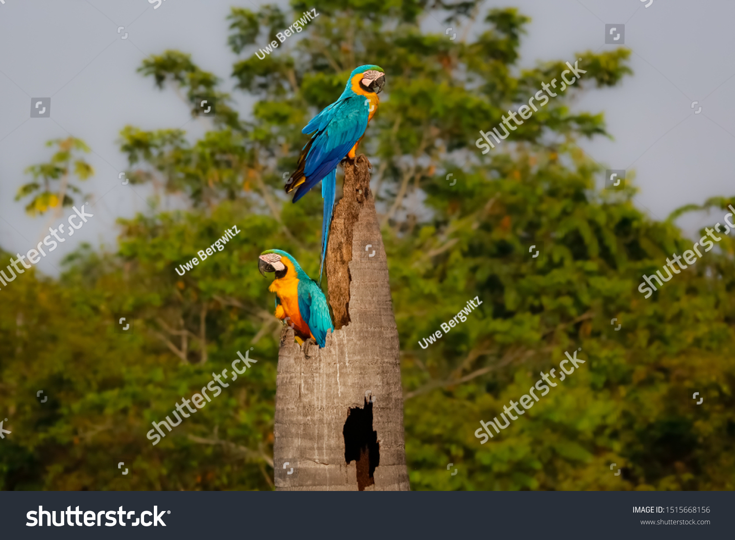 Two Blue-and-yellow macaws on a palm tree stump, looking in different directions, side view, against green defocused natural background, Amazonia, San Jose do Rio Claro, Mato Grosso, Brazil #1515668156