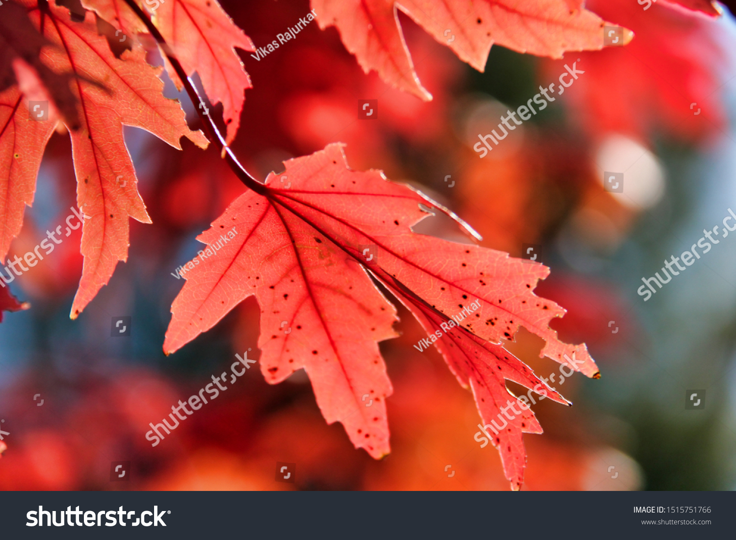 Fall colors red leaves beautiful #1515751766