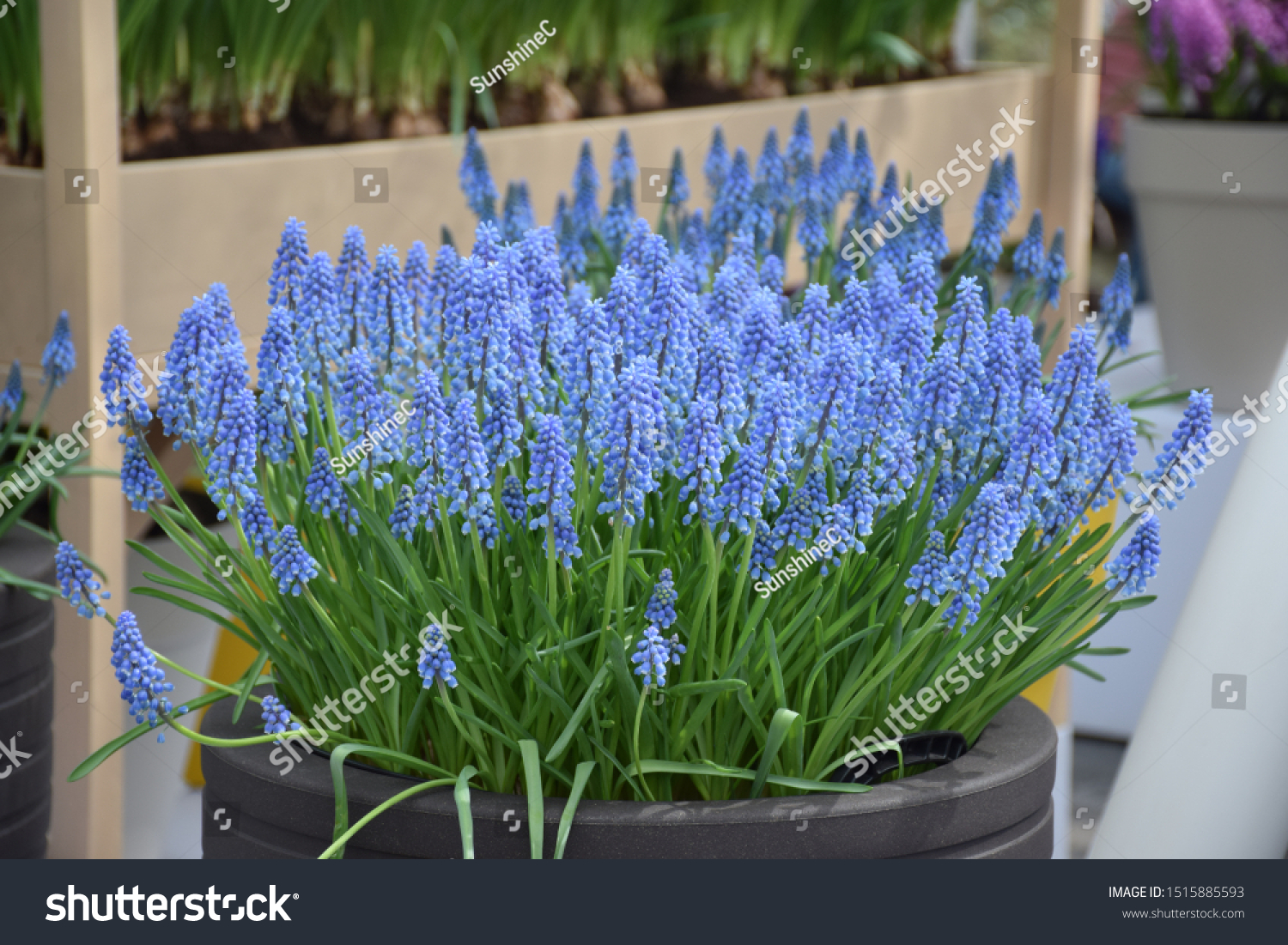 Small blue bell shaped flowers (Grape Hyacinth) in clay pot container barrel, outdoor growing flower pot for balcony.  #1515885593