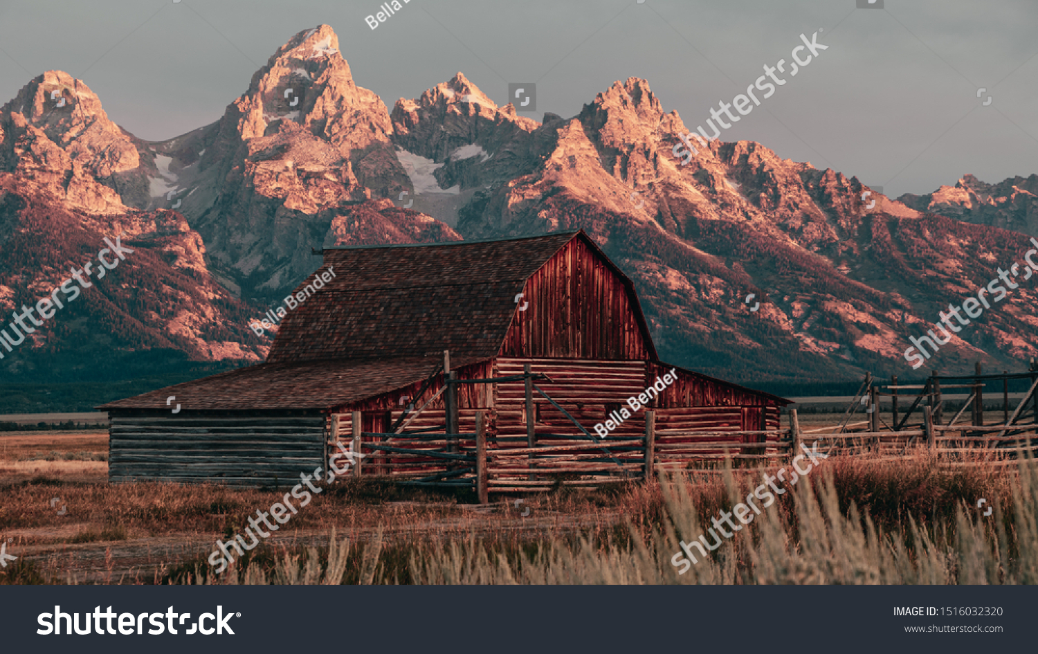 The Famous John Moulton Barn at sunrise in the Historic Mormon Row District of Grand Teton National Park, Wyoming, USA. Morning sunshine on the Teton Mountains in the background.  #1516032320