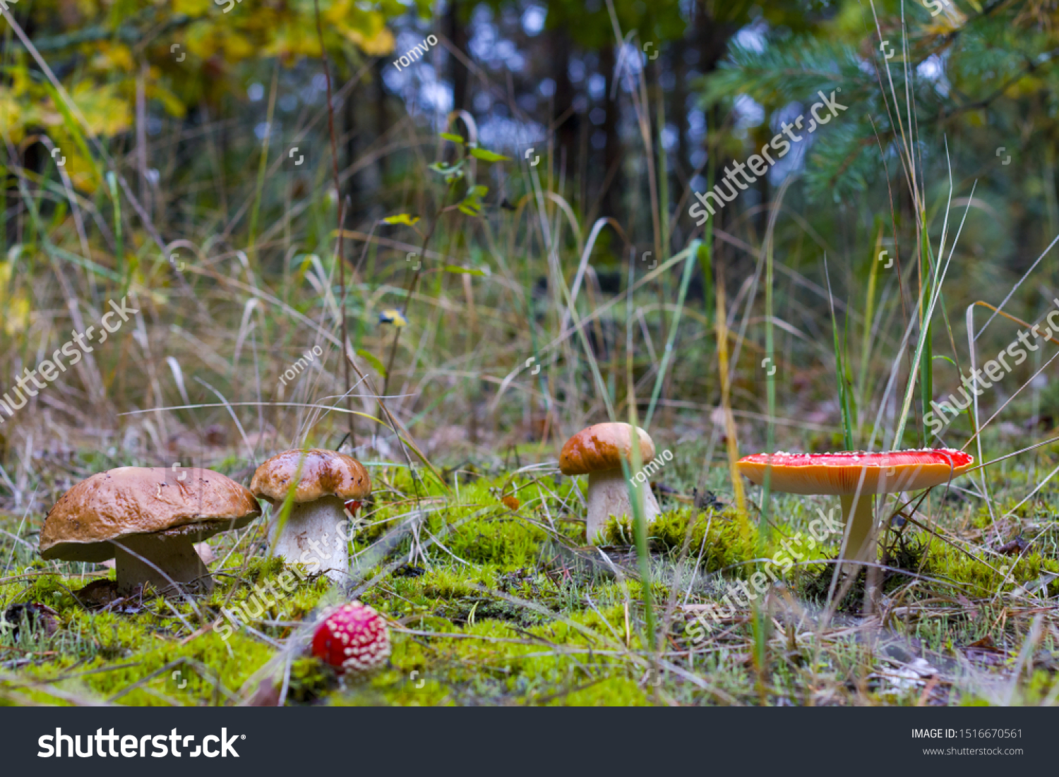 Edible and inedible mushrooms grow. Amanita and porcini mushroom grows in autumn forest. Red agaric and ceps growing in wood #1516670561