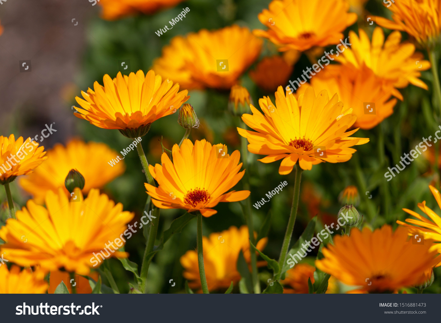 Selective focus of orange Calendula officinalis flower in garden, Pot Marigold, Ruddles, Mary's gold or Scotch marigold is a flowering plant in the daisy family Asteraceae, Nature floral background. #1516881473