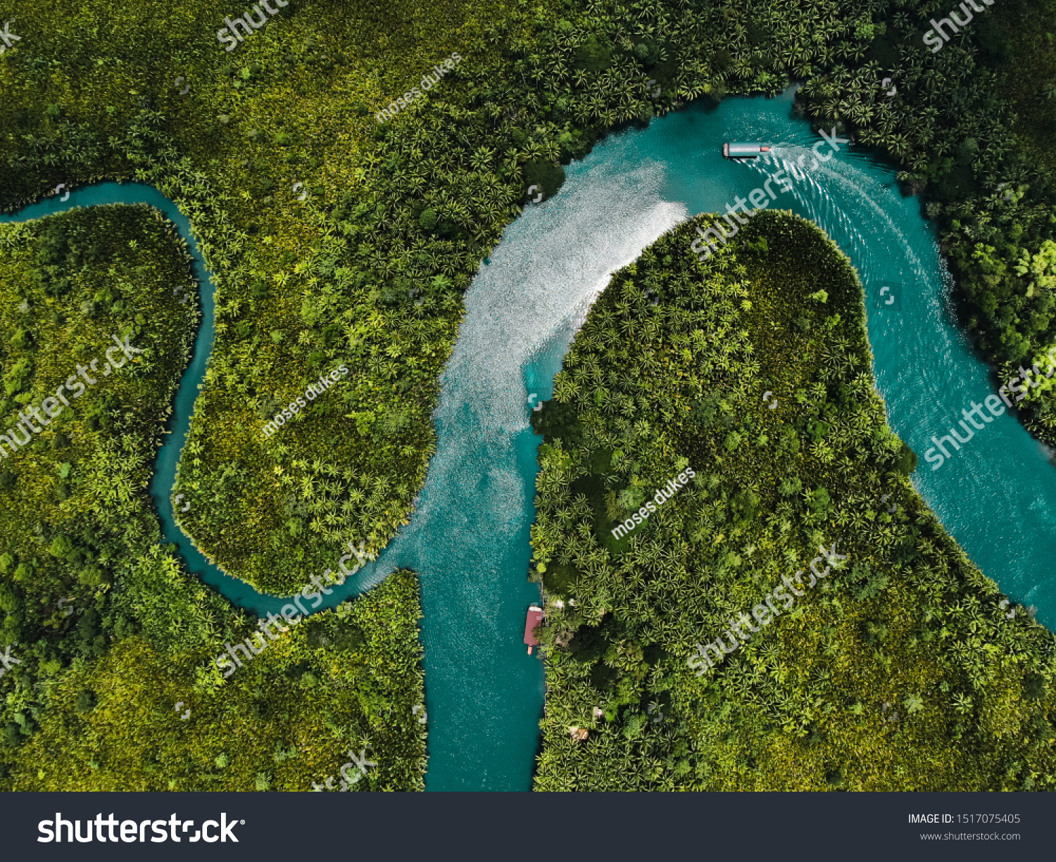 drone aerial birds eye view of a large green grass forest with tall trees and a big blue bendy river flowing through the forest in bohol Island in the Philippines  #1517075405