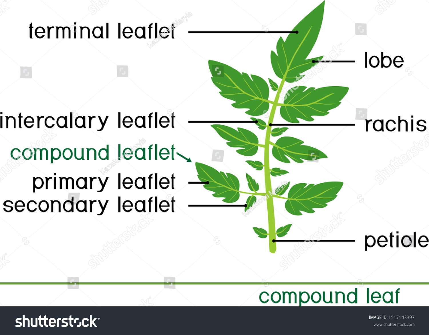 Structure Of Green Compound Leaf Of Plant. - Royalty Free Stock Vector 