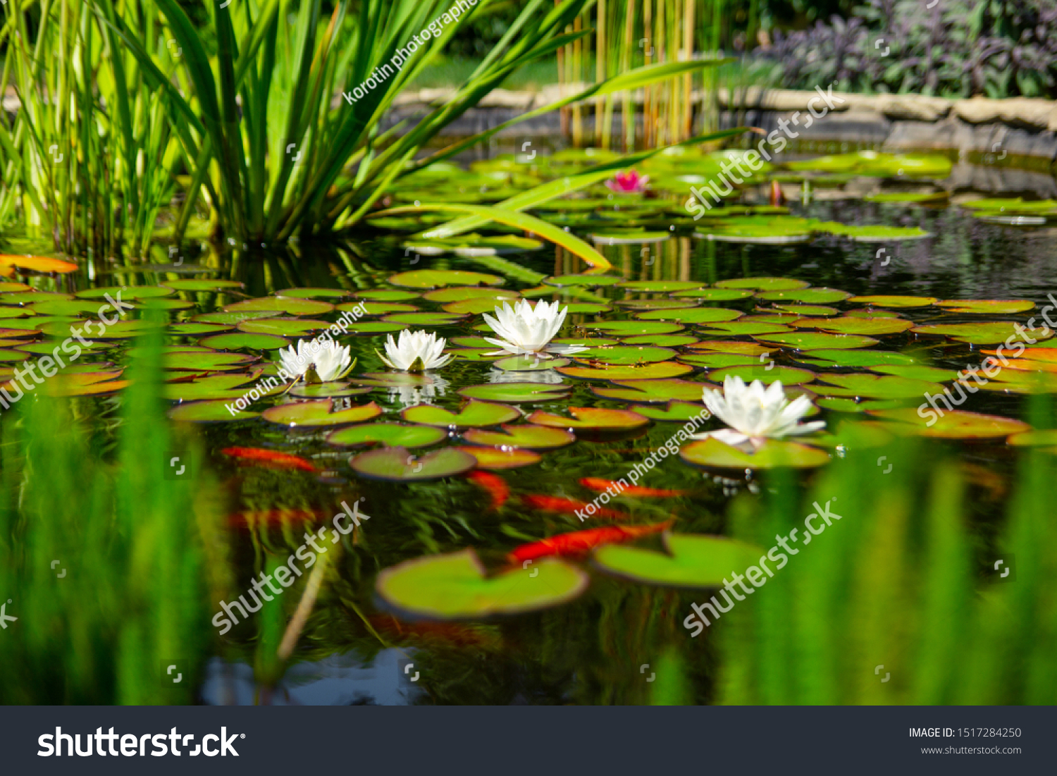 Homemade pond with fish and flowers #1517284250