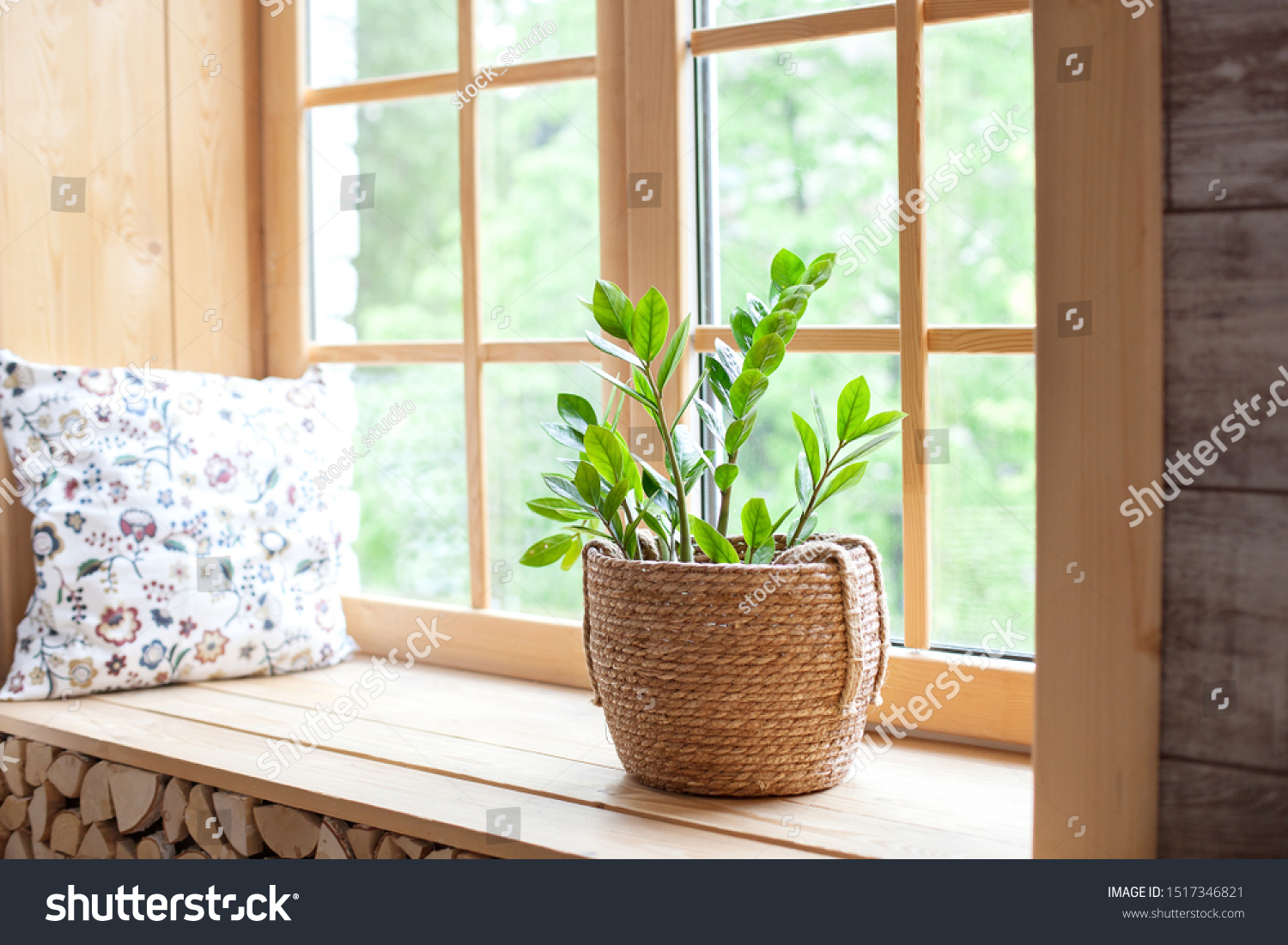 Zamioculcas home plant in a straw pot on a windowsill. Comfort. The decor of the room. The concept of home gardening. Zamioculcas potted on the windowsill of the house. Scandinavian. place for text #1517346821