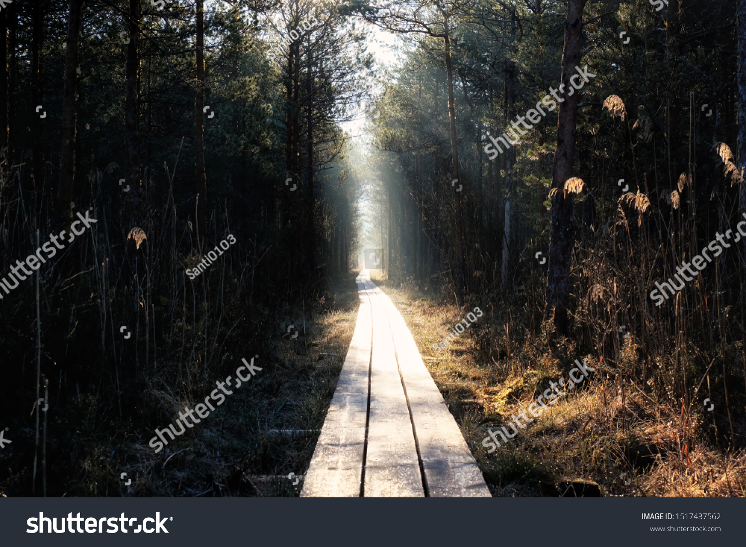 wooden road through the forest #1517437562