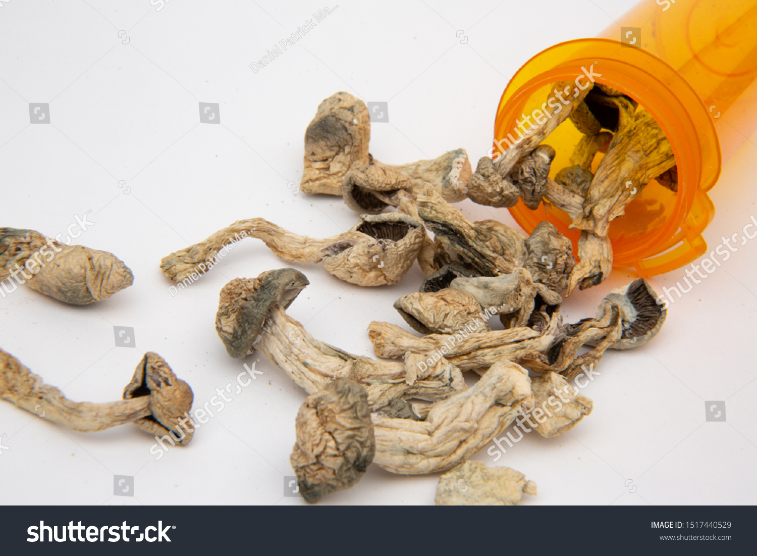 Plastic prescription medicine bottle knocked over containing dried psilocybe cubensis psilocybin magic mushrooms isolated on white background #1517440529