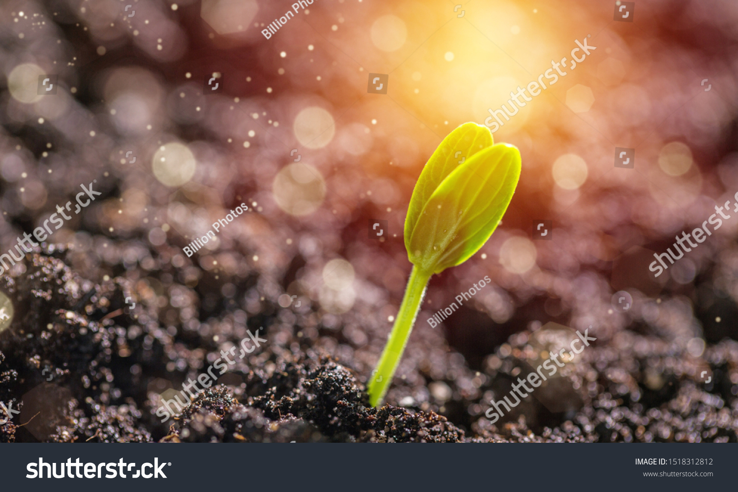 Sprout grows through urban asphalt ground #1518312812