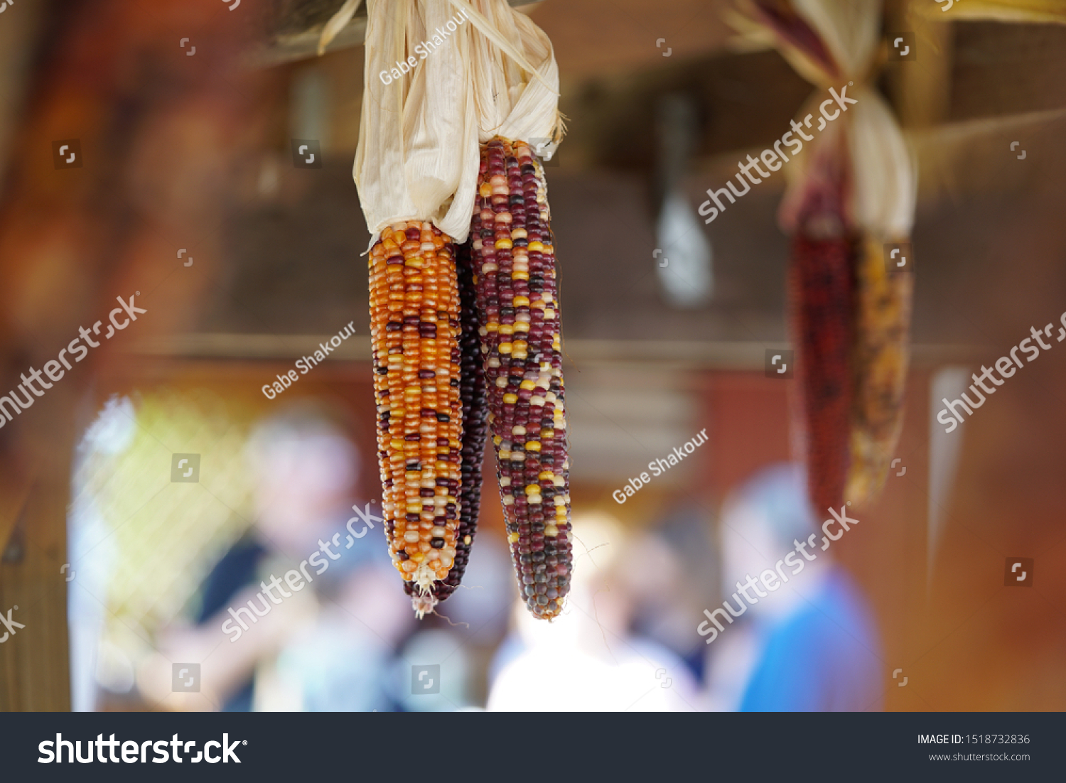 Dried Indian corn cobs with multicolored kernels hanging at farm stand market, fall harvest and autumn decorations #1518732836