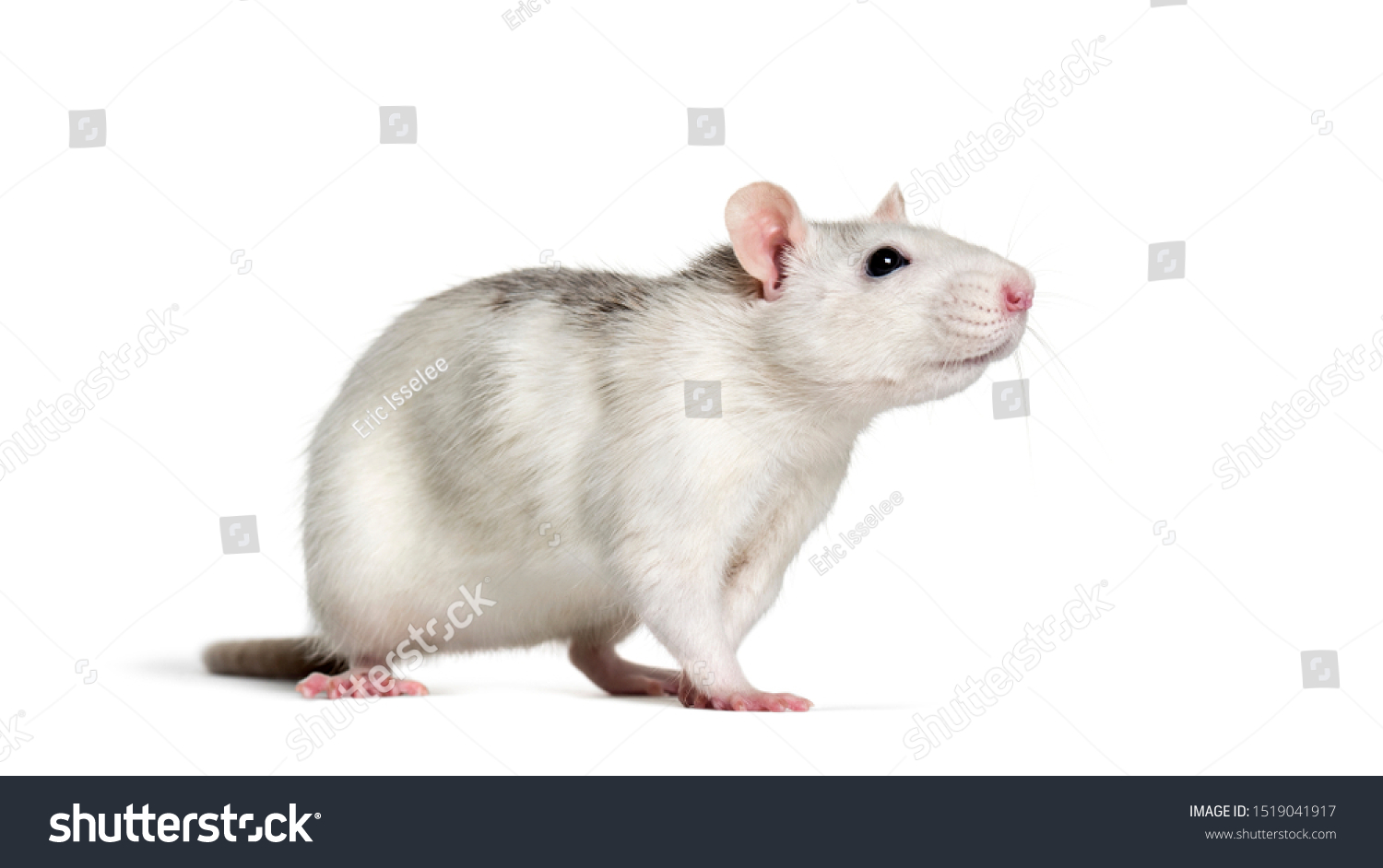 Domestic rat against white background #1519041917