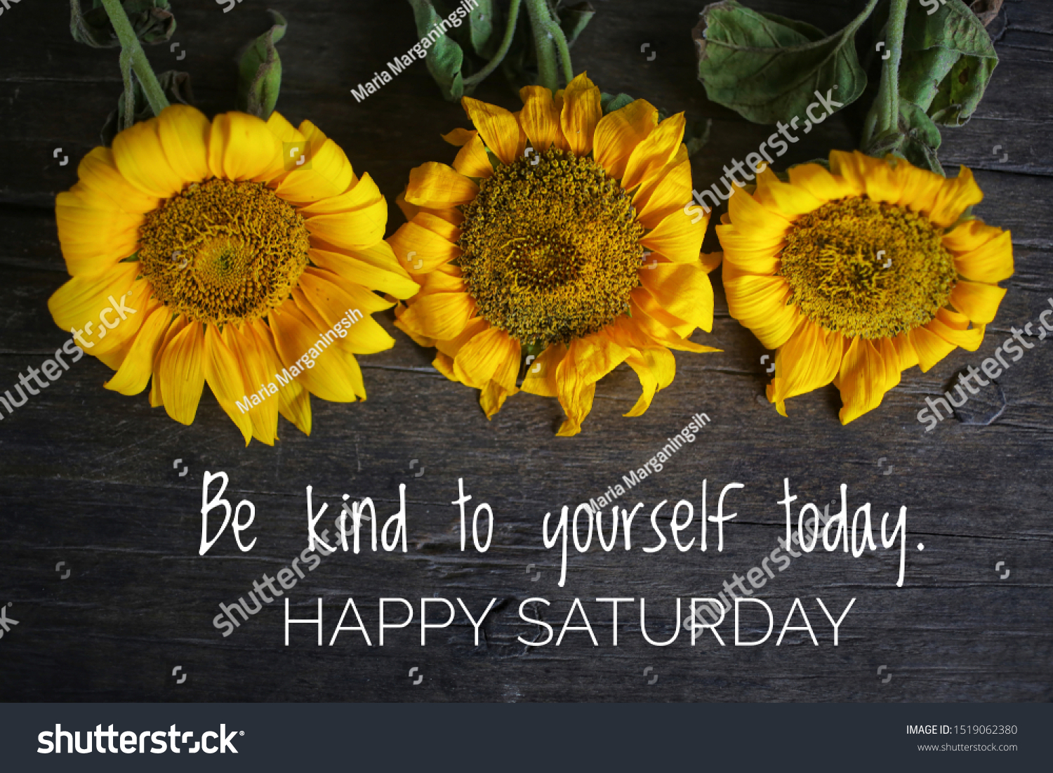 Inspirational motivational quote - Be kind to yourself today. With 3 beautiful sunflowers on rustic wooden table background. Self reminder, happy Saturday greeting concept. #1519062380
