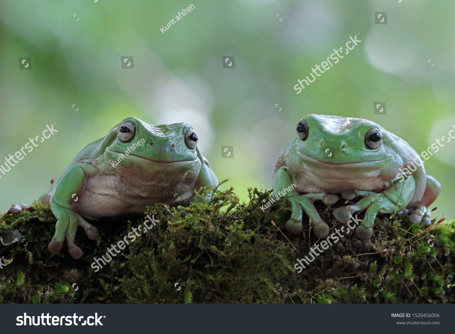 Dumpy frog "litoria caerulea" on moss, Dumpy frog on branch, tree frog on branch, amphibian closeup #1520456006