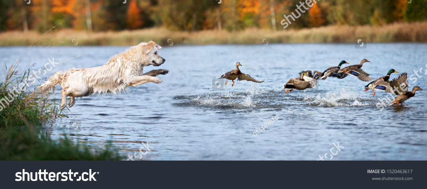 golden retriever dog jumping into water hunting ducks #1520463617