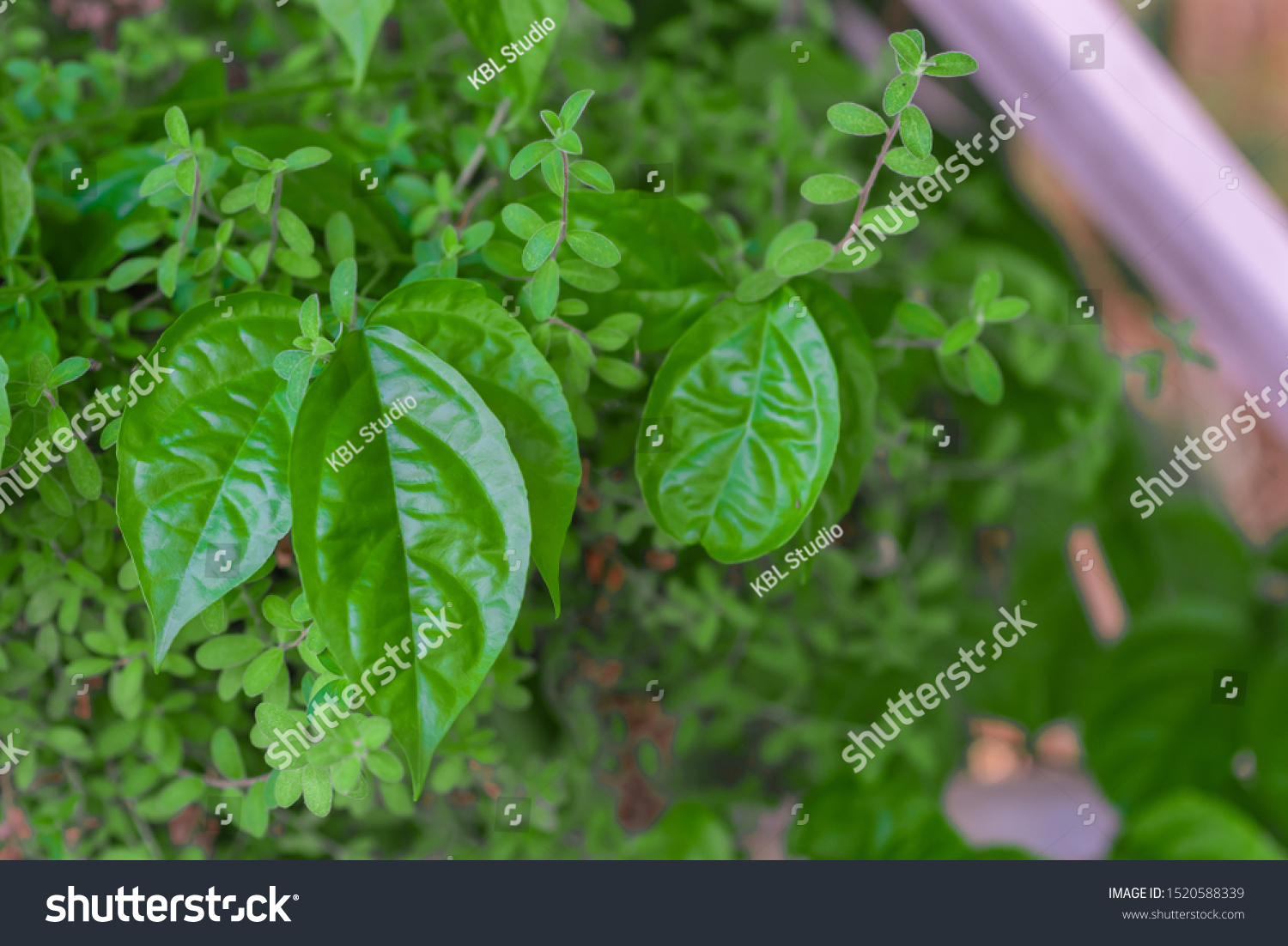 Beautiful green leaves natural leaves natural beauty #1520588339