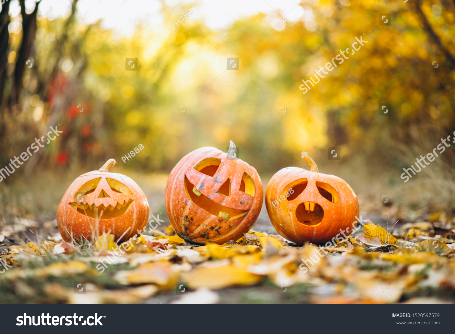 Three cute halloween pumpkins in autumn park #1520597579