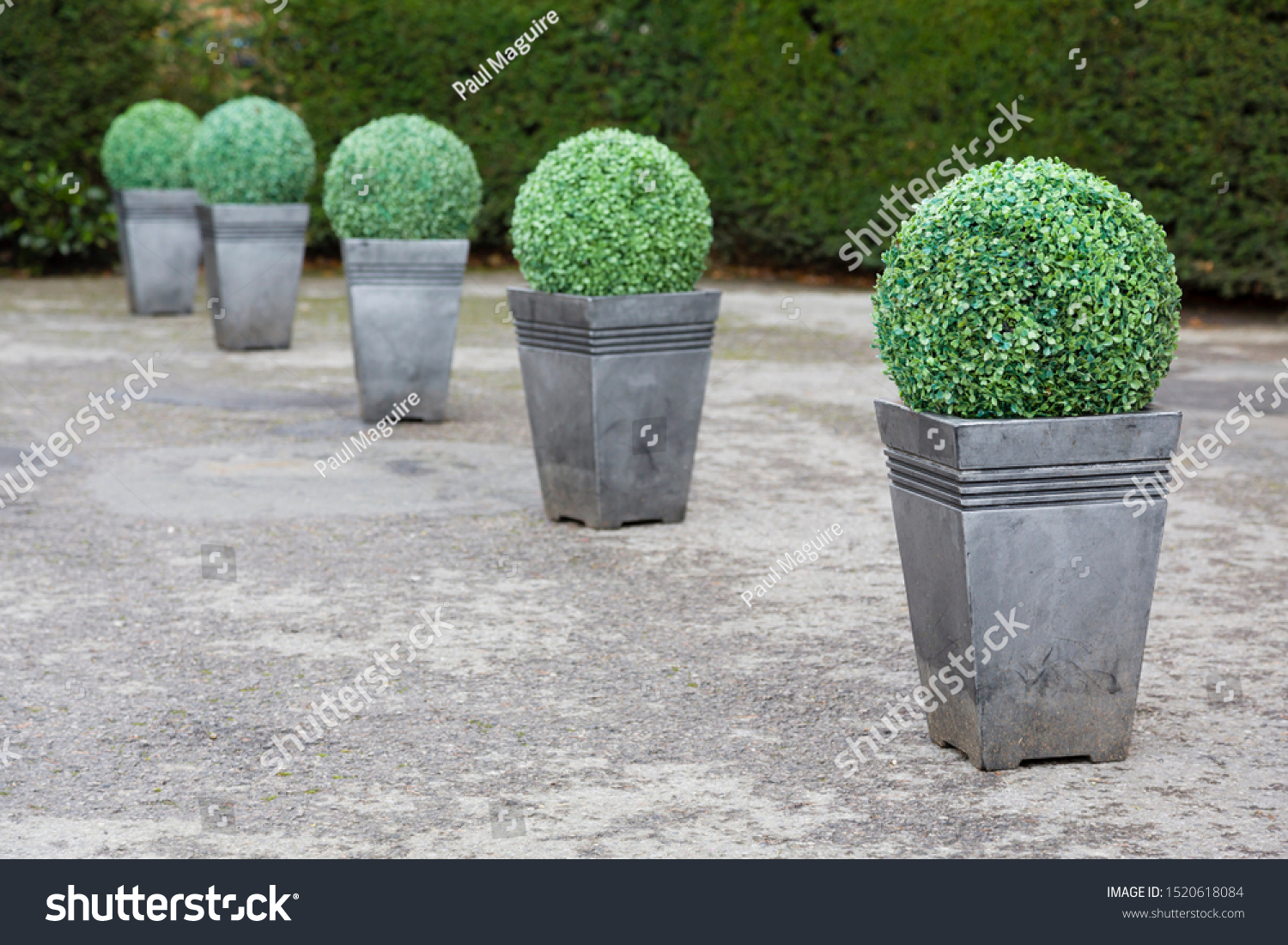 Buxus boxwood topiary in pots in a garden in UK #1520618084
