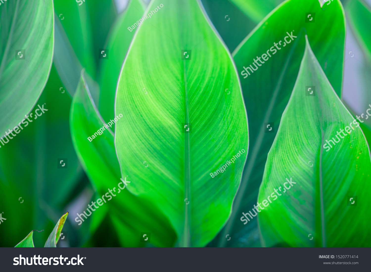 Close-up natural view of green leaves, large leaves along the lines, to decorate the garden, or to decorate the house, park, for the beauty of the spectators. #1520771414