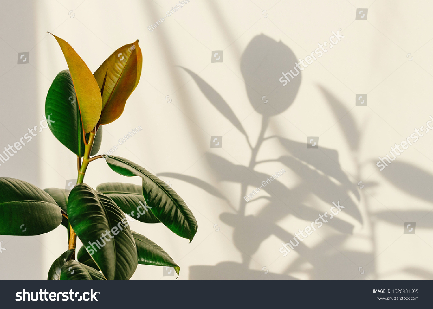 Ficus elastic plant rubber tree on a light background. Shadow of focus on the wall. Close up. #1520931605