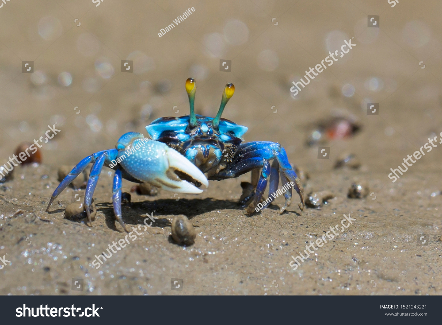 Fiddler crabs, Ghost crabs on mud beach. #1521243221