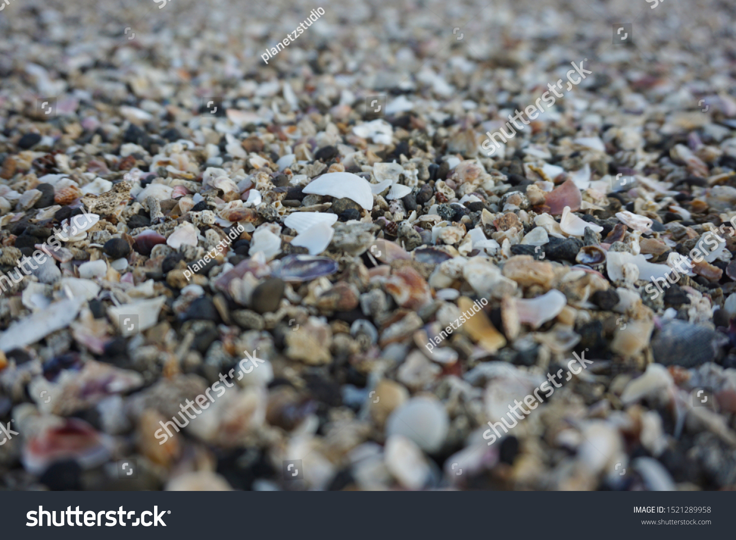 Sea shell background. shell collection on beach. close up shells and coral.                           #1521289958