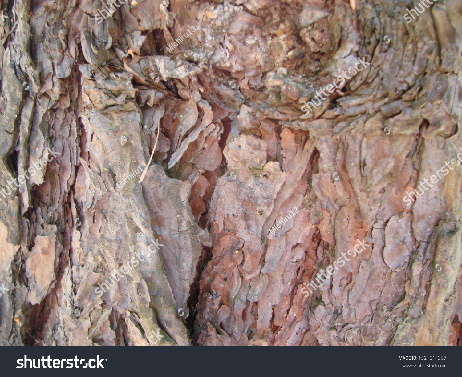 detail of the bark of a trunk of stone pine, stone pine, umbrella pine, parasol pine, Pinus pinea, in natural environment #1521514367