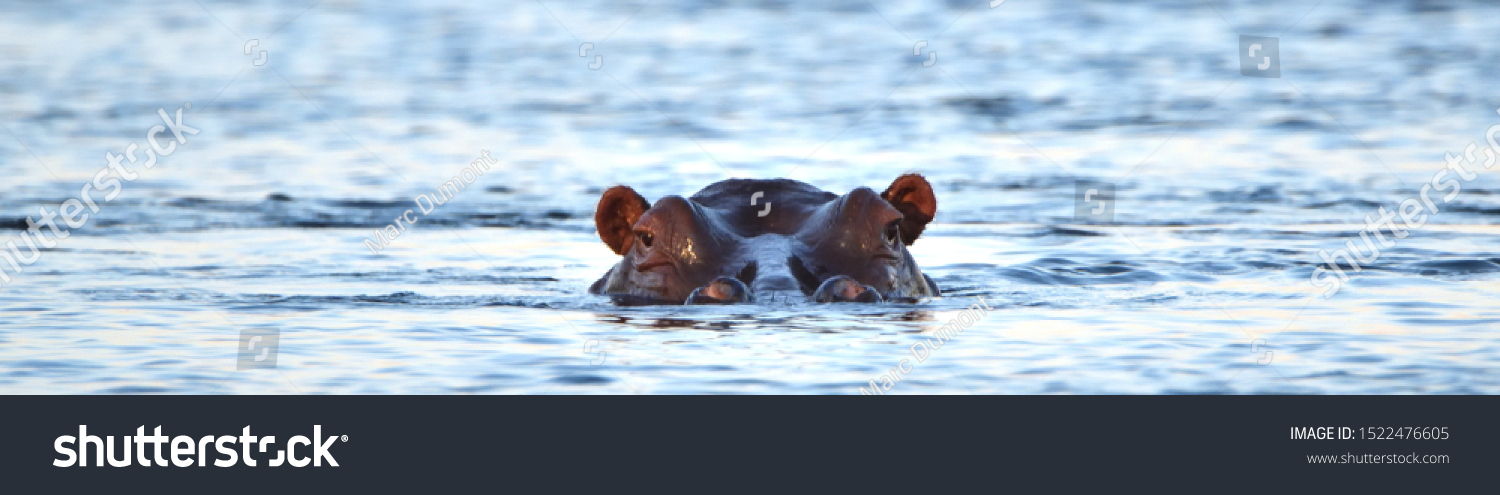 A hippopotamus (Hippopotamus amphibious) lying in the Zambezi River, Zambia with its head above water looking straight at you #1522476605