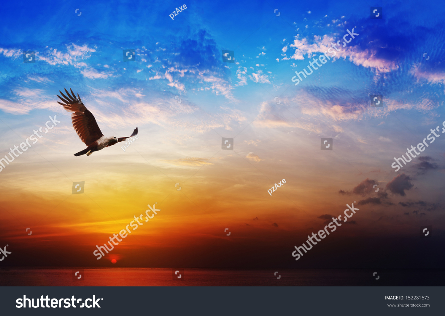 Flying eagle on beautiful sunset sky background - Bird of prey - Brahminy Kite #152281673