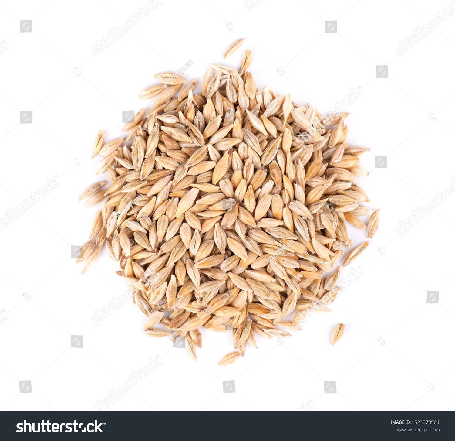 Malted barley grains, isolated on white background. Barley seed close up. Top view. Macro. #1523078564