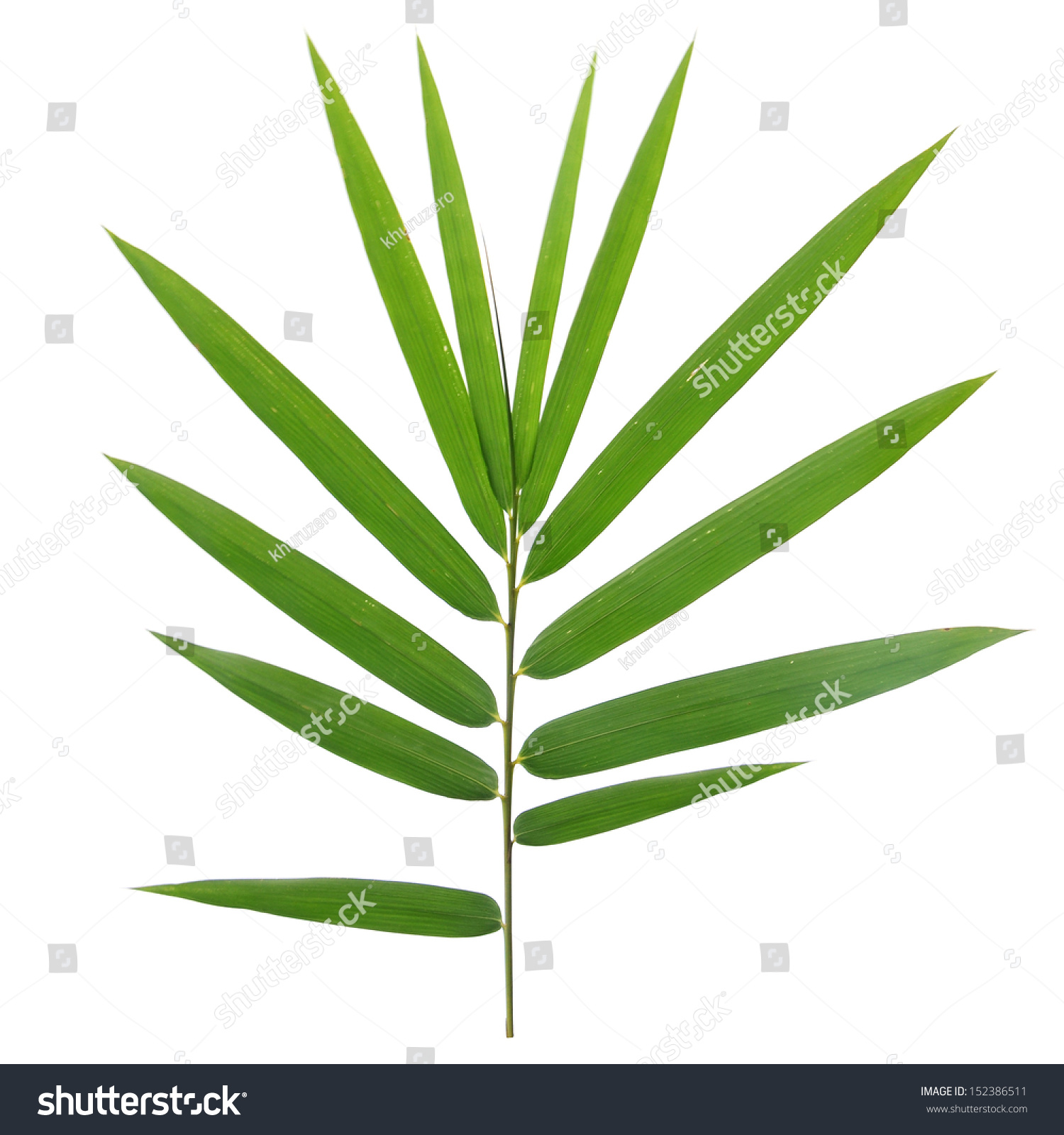 bamboo leaves isolated on white background #152386511