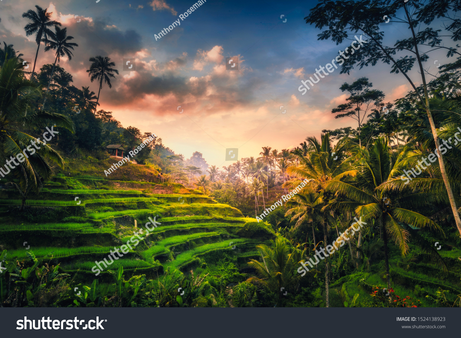 Tegalalang Rice Terrace at sunrice. The  rice fields are a big tourist attraction in Bali situated 20 minutes from Ubud #1524138923
