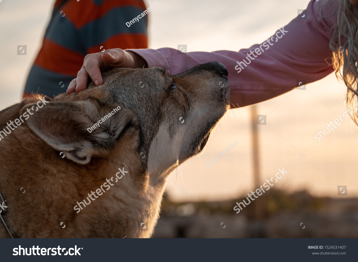 Stroking a domestic siberian wolf
 #1524531407