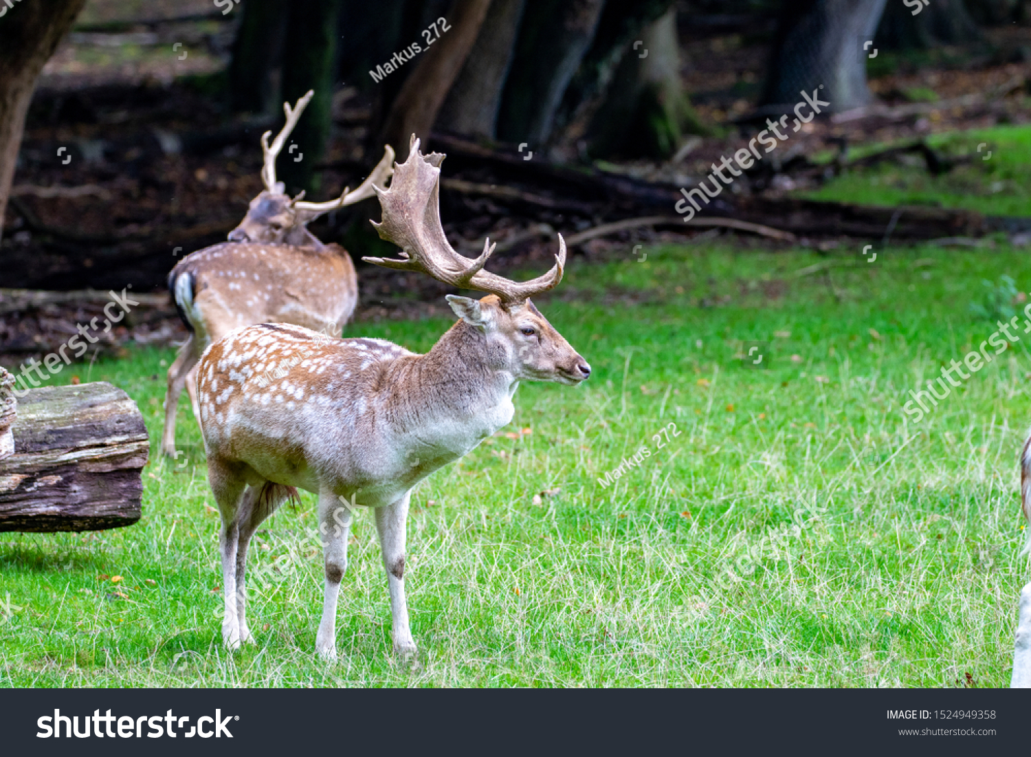 Two stags of fellow deer on green grass in autumn with big antlers #1524949358